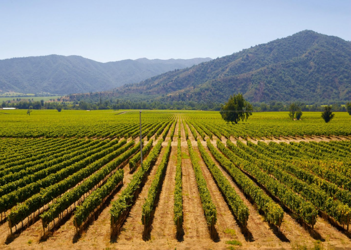 Thung lũng Central Valley – Vùng đất vàng với điều kiện thổ nhưỡng lý tưởng để sản xuất rượu vang Chile chất lượng cao.