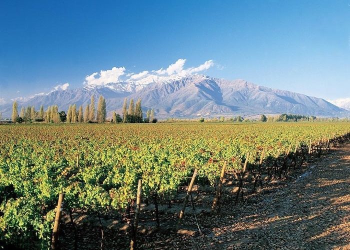 Dãy Andes vĩ đại hoạt động như một rào cản tự nhiên bảo vệ các vườn nho tại Chile.