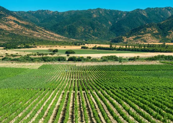 7 Vùng Trồng Nho Nổi Tiếng Ở Chile & Đặc Trưng Từng Vùng